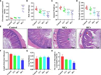 Hexavalent Chromium Exposure Induces Intestinal Barrier Damage via Activation of the NF-κB Signaling Pathway and NLRP3 Inflammasome in Ducks